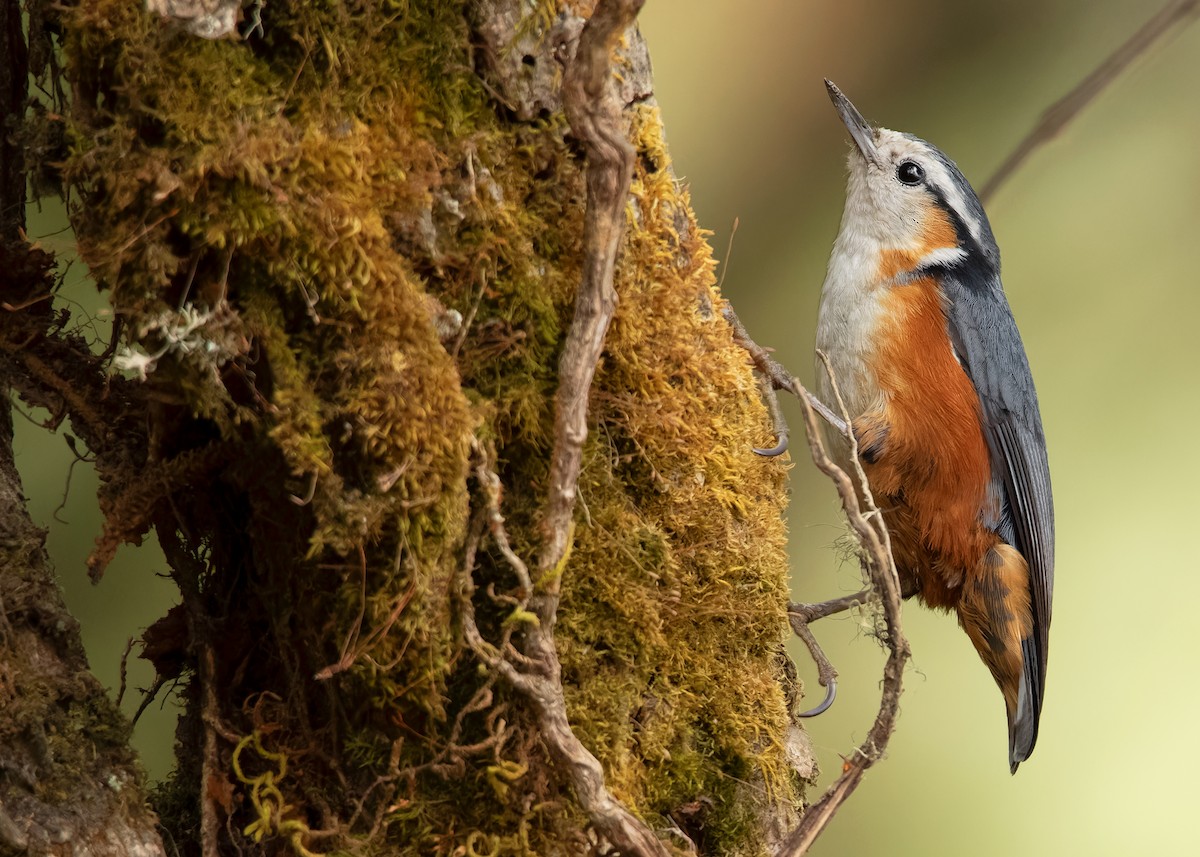 White-browed Nuthatch - ML608789629