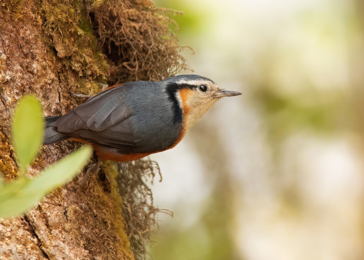 White-browed Nuthatch - ML608789632