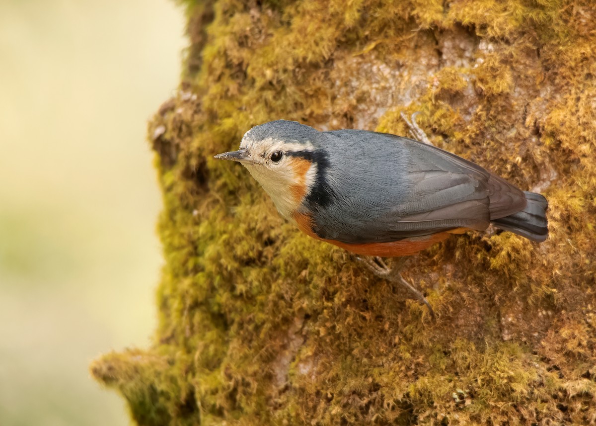 White-browed Nuthatch - ML608789633