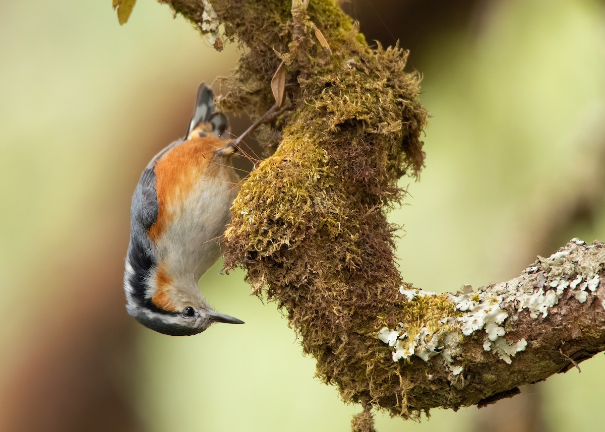 White-browed Nuthatch - ML608789635