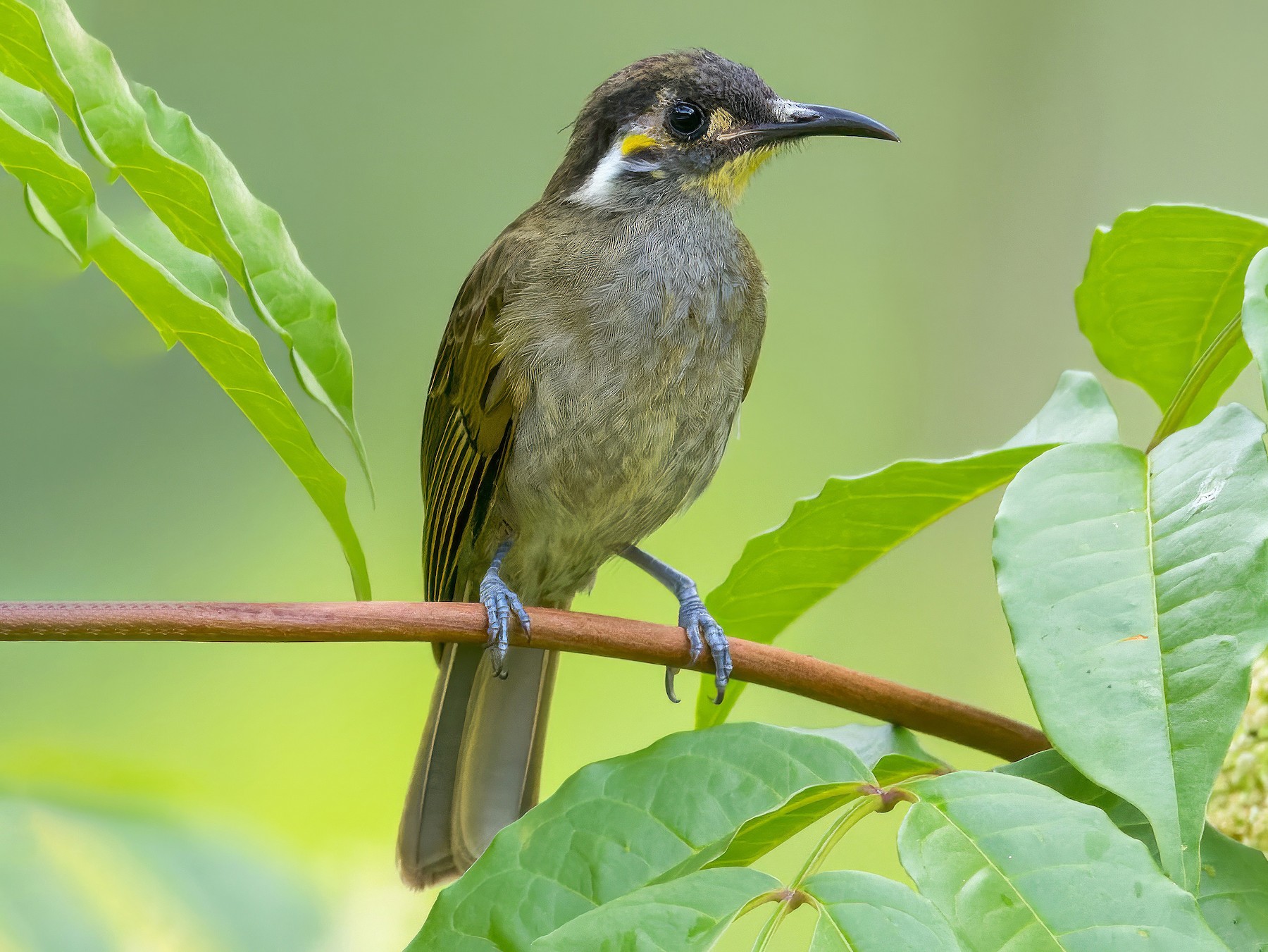 Obscure Honeyeater - Dubi Shapiro