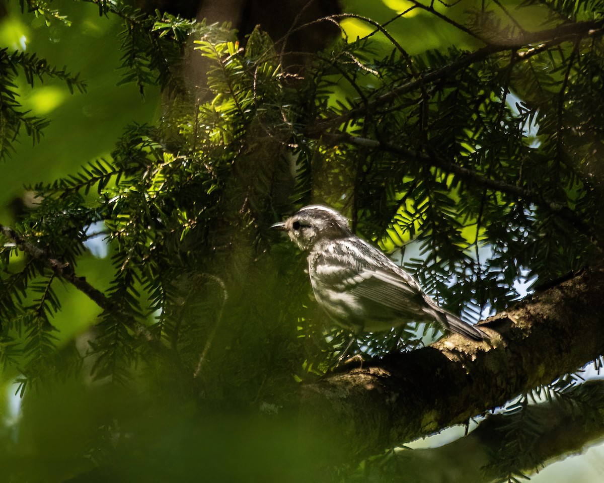 Black-and-white Warbler - ML608789707