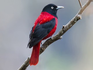 Männchen (Crimson) - Craig Brelsford - ML608790028