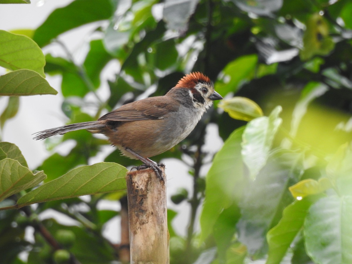 White-faced Ground-Sparrow - ML608790318