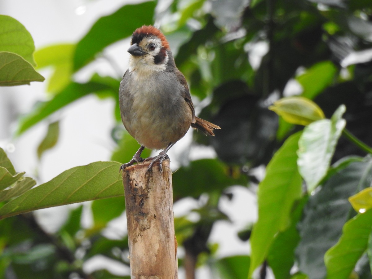 White-faced Ground-Sparrow - Otto Alvarado