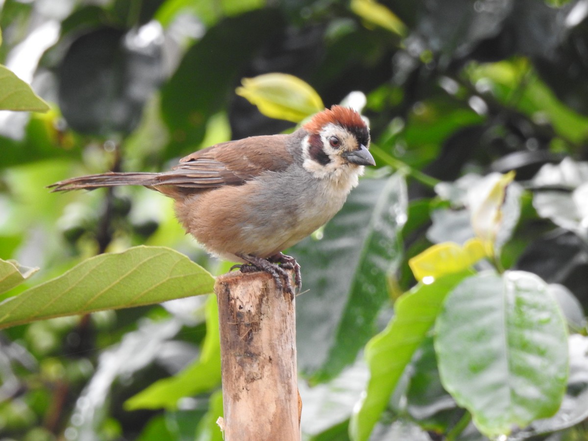 White-faced Ground-Sparrow - ML608790321