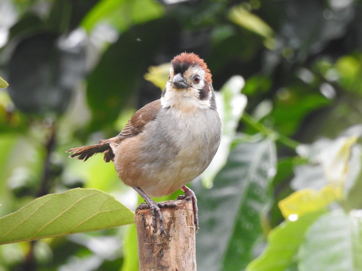 White-faced Ground-Sparrow - ML608790323