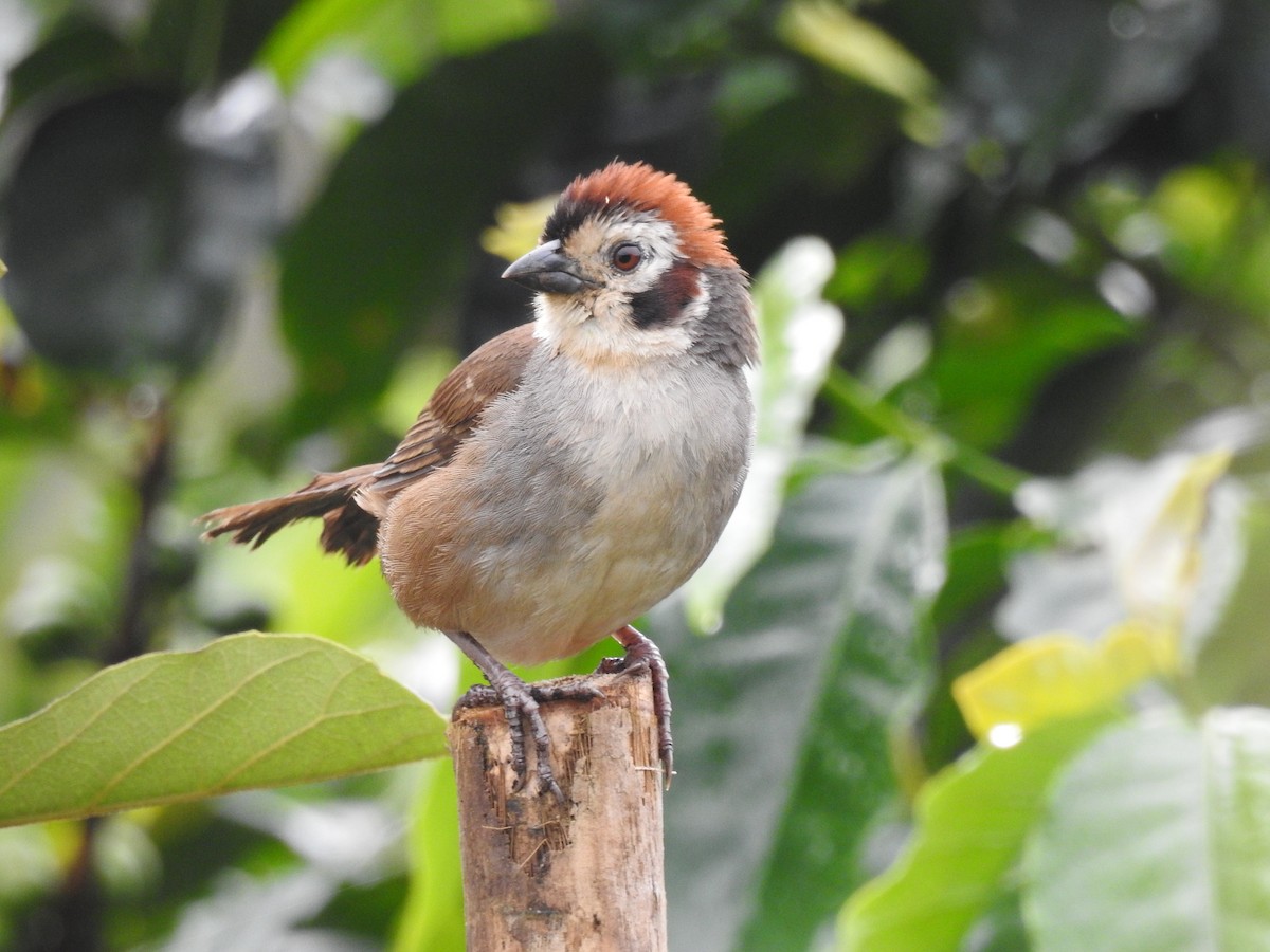 White-faced Ground-Sparrow - Otto Alvarado