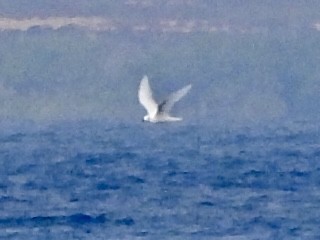White Tern (Pacific) - ML608790325