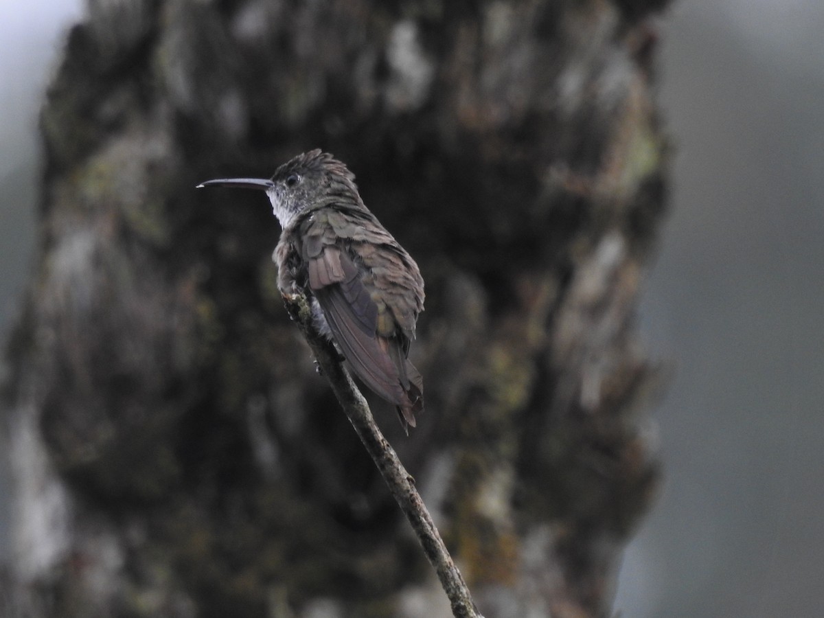 Azure-crowned Hummingbird (Azure-crowned) - ML608790371
