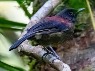  - Maroon-backed Whistler