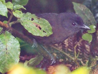  - Sooty Shrikethrush