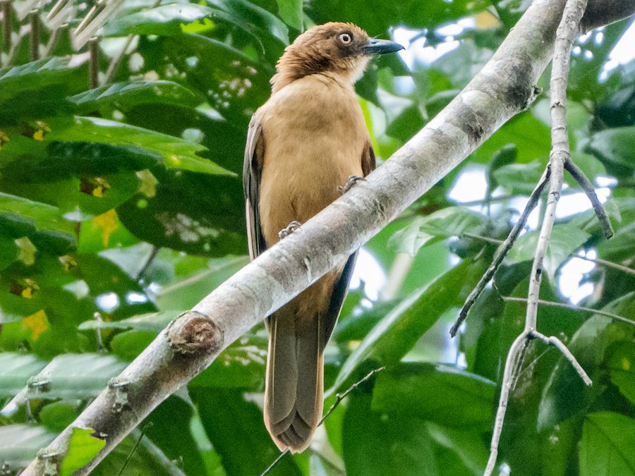 Rusty Pitohui - eBird