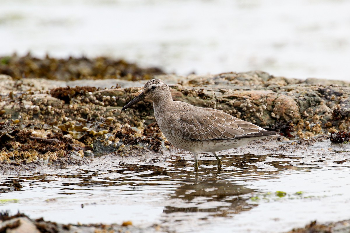 Red Knot - ML608791641