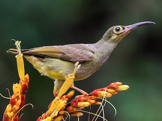  - Spectacled Spiderhunter