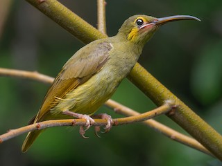 Yellow-eared Spiderhunter - eBird