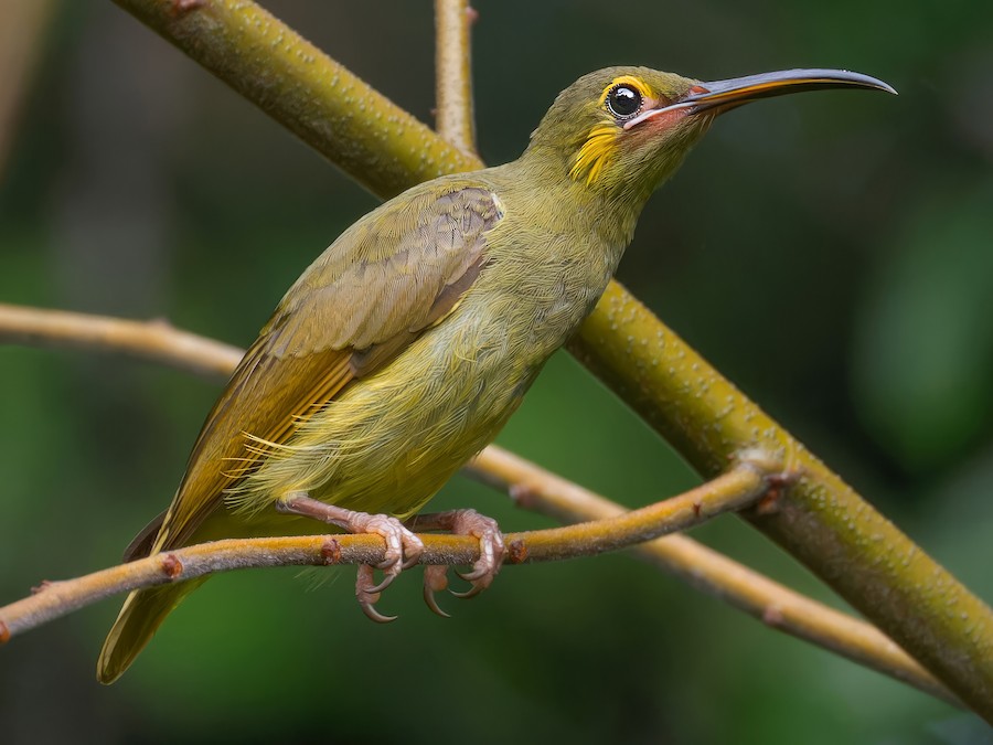 gulkinnedderkoppjeger - eBird