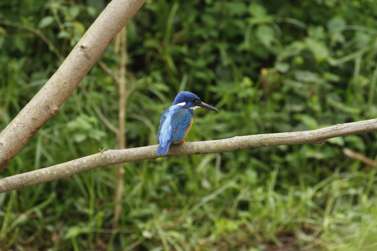 Half-collared Kingfisher - ML608792364