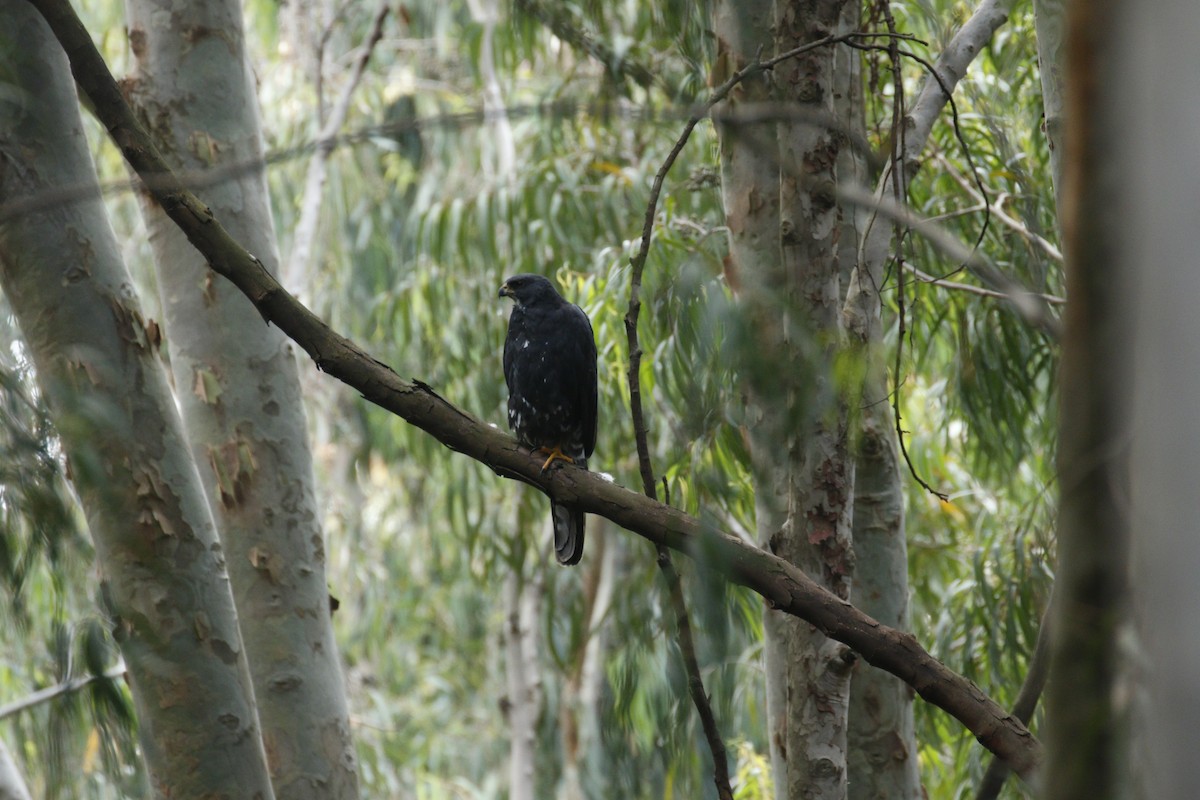 Black Goshawk - ML608792531
