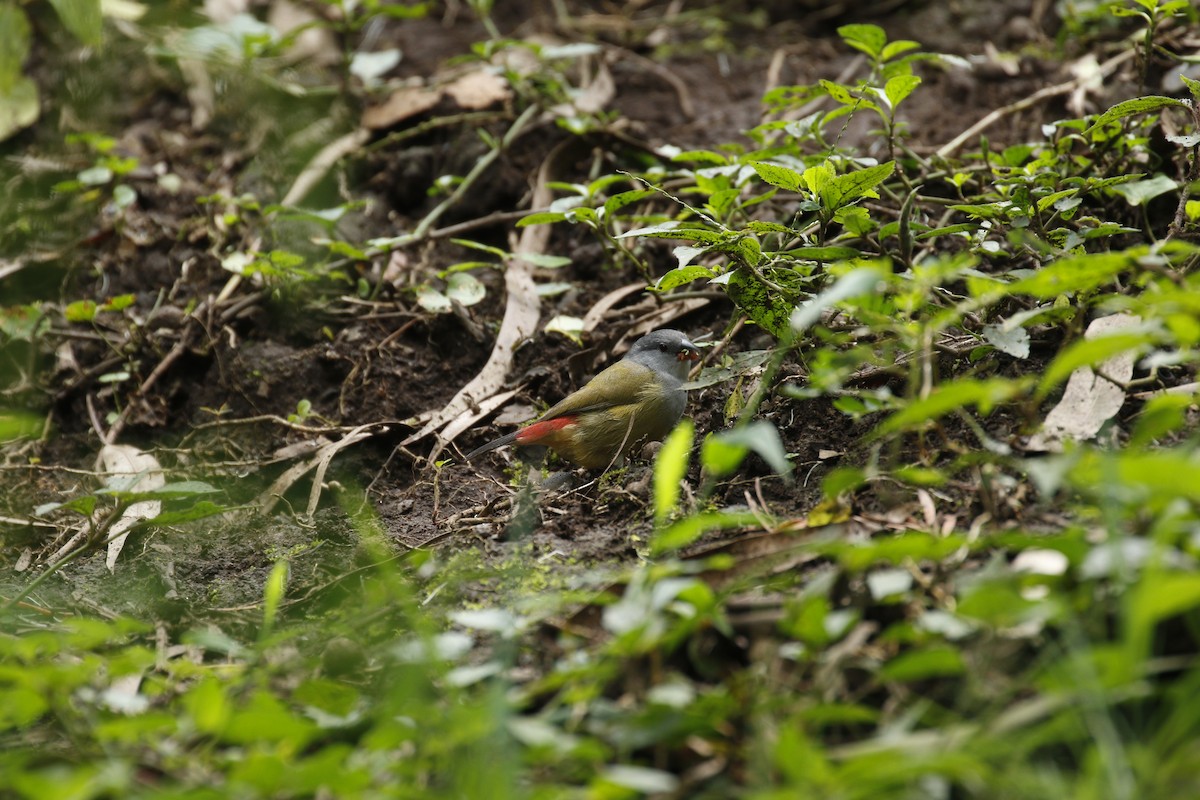 Yellow-bellied Waxbill - ML608792637
