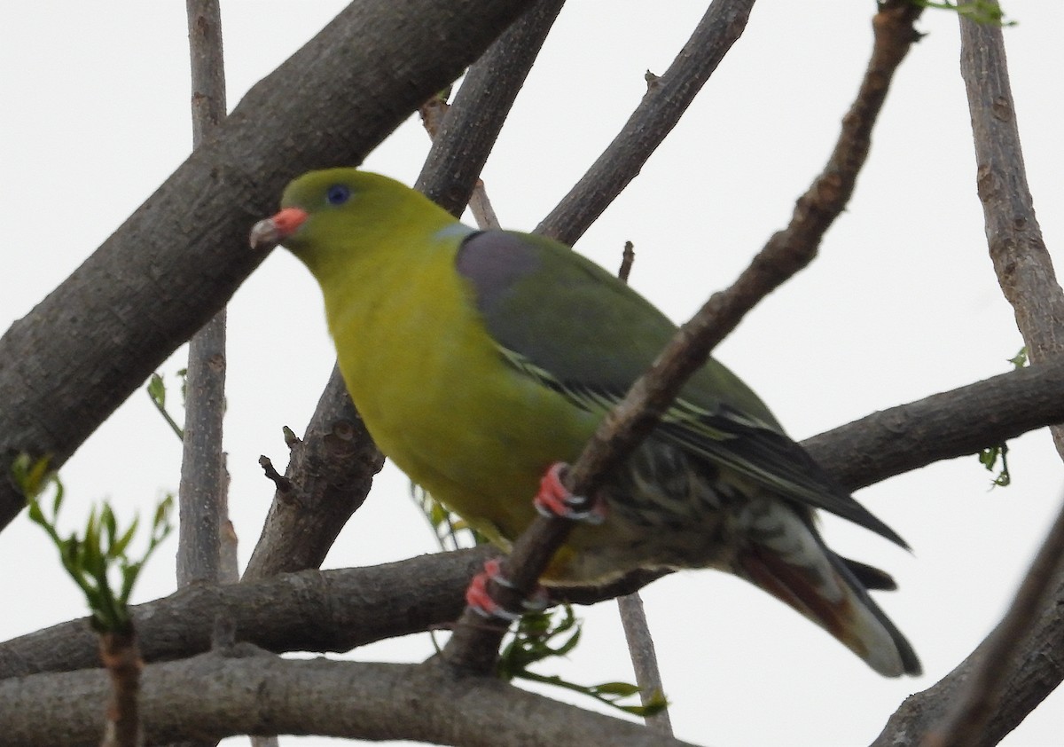 African Green-Pigeon - ML608792944