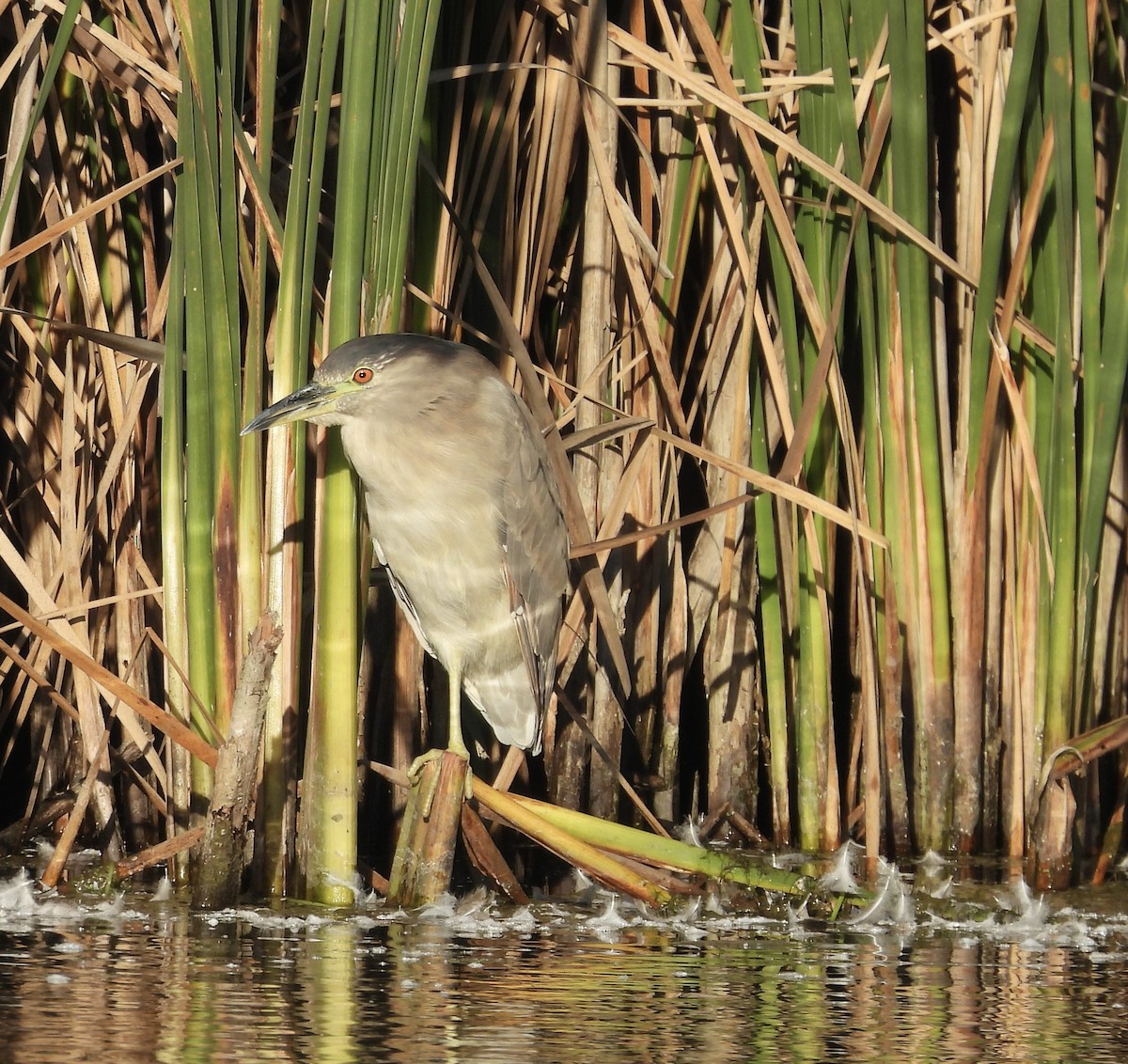 Black-crowned Night Heron - Heather and Laurence Brownell