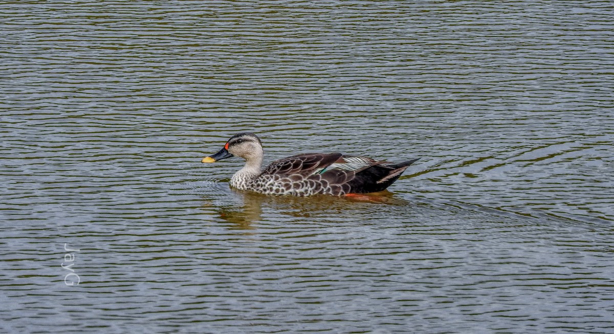 Indian Spot-billed Duck - ML608793384