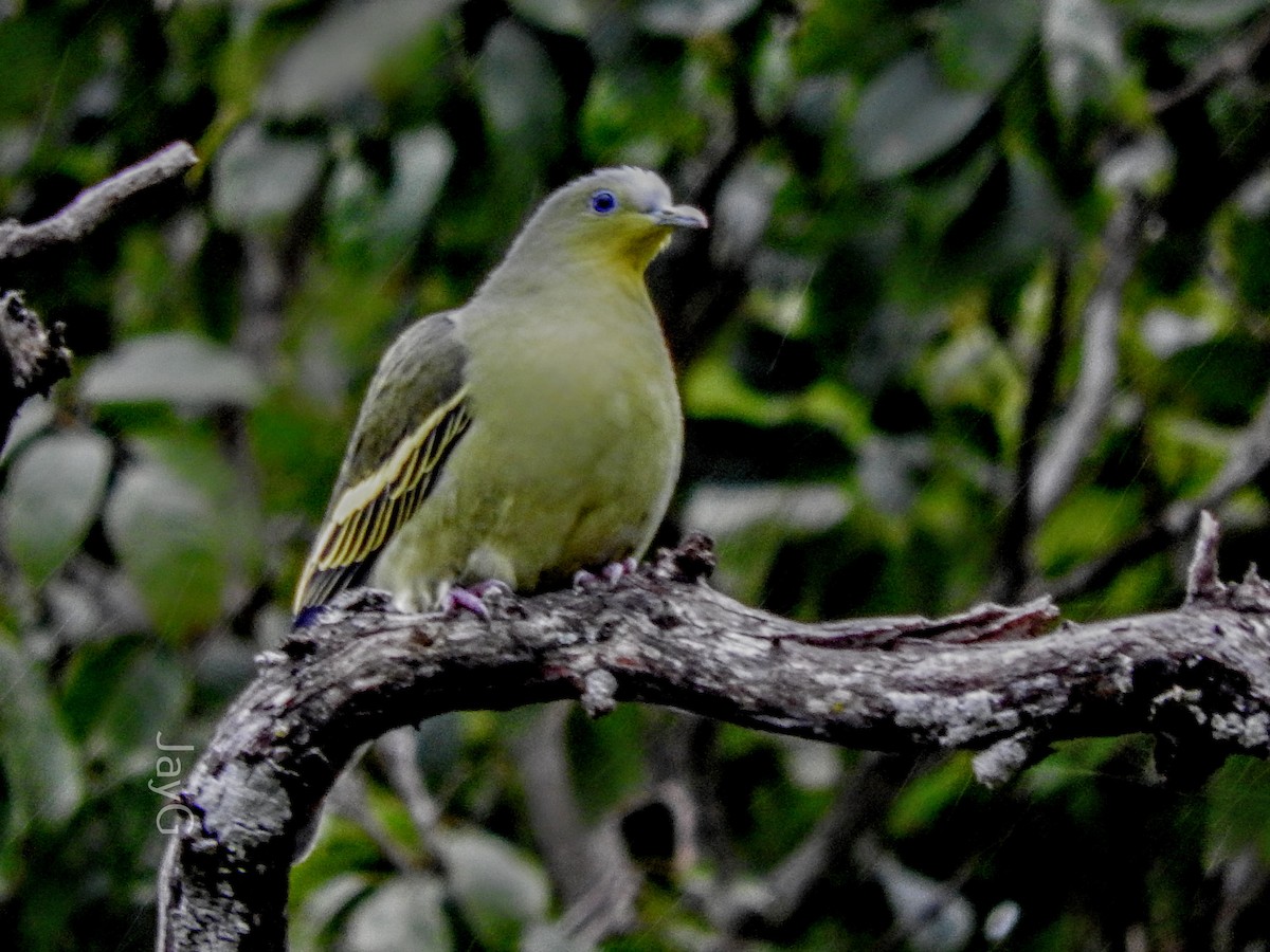 Gray-fronted Green-Pigeon - ML608793457