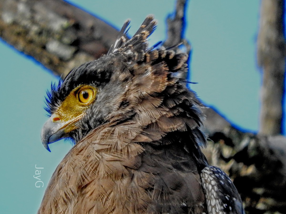 Crested Serpent-Eagle - ML608793484