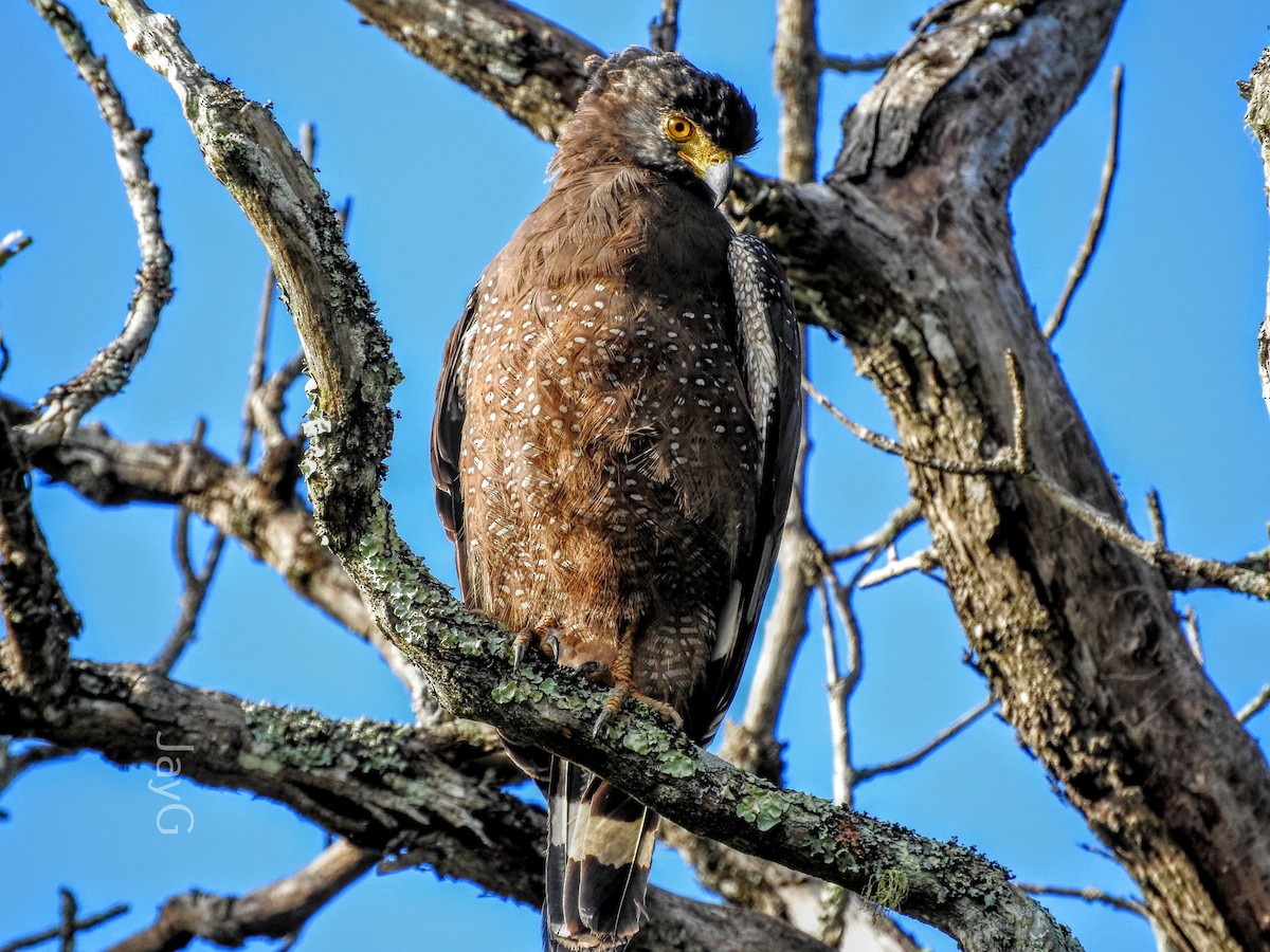 Crested Serpent-Eagle - ML608793485