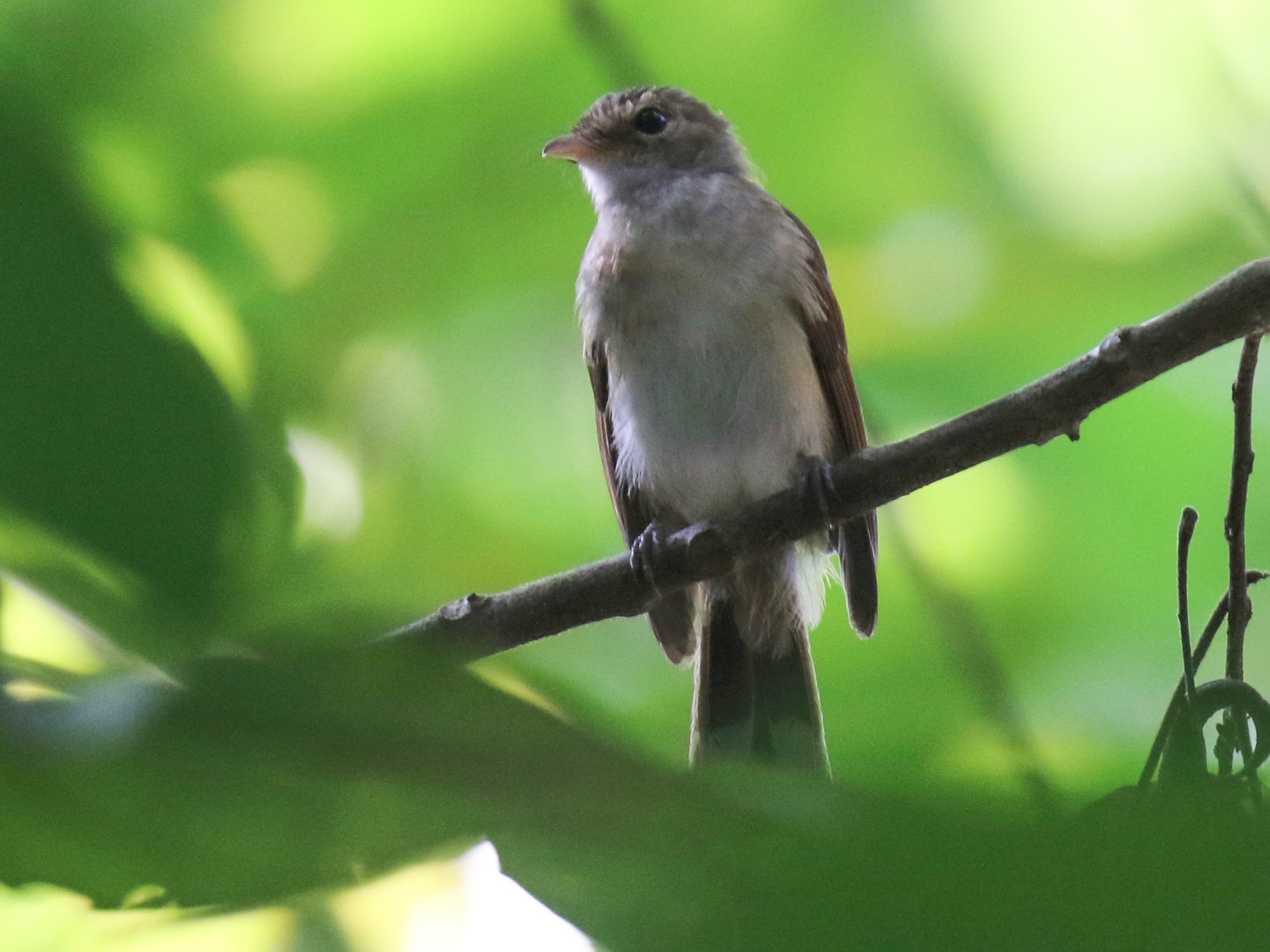 Rufous-backed Fantail - Daniel López-Velasco | Ornis Birding Expeditions