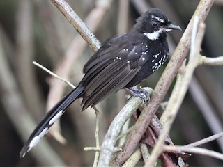  - Black Thicket-Fantail