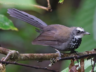  - Sooty Thicket-Fantail