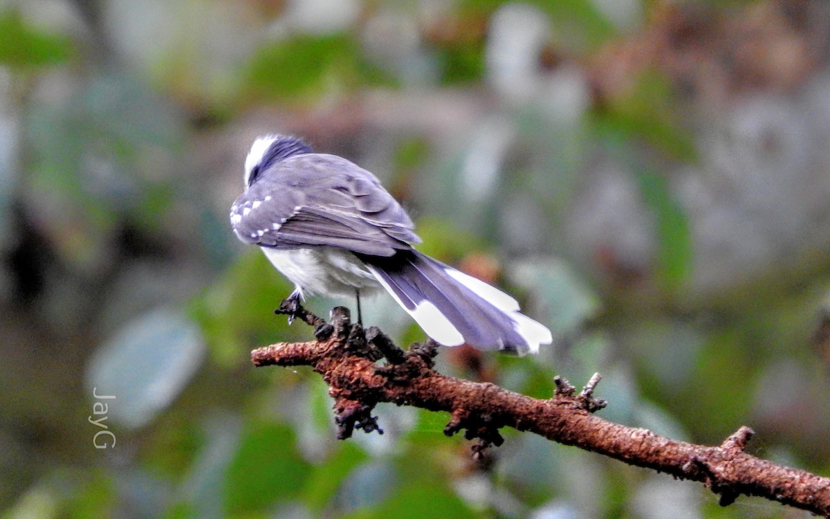 White-browed Fantail - ML608793983