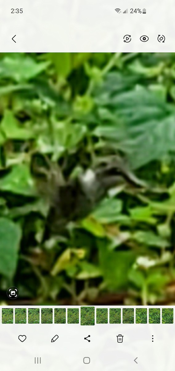 Yakut Boğazlı Kolibri - ML608794527