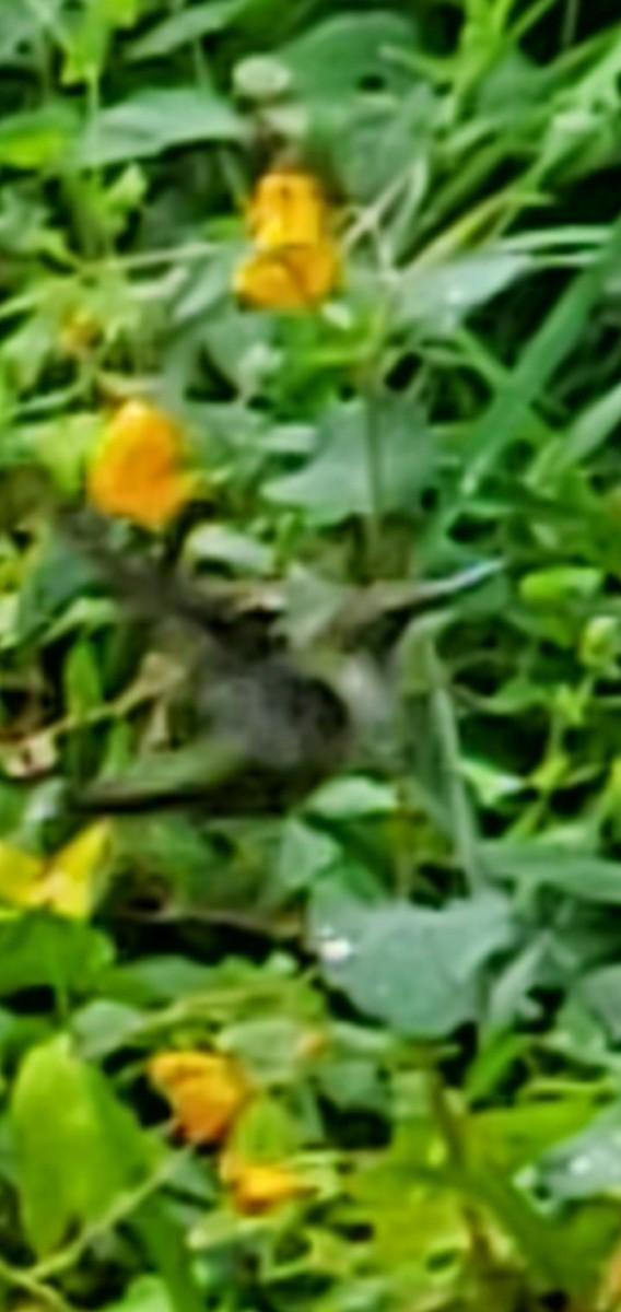 Yakut Boğazlı Kolibri - ML608794528