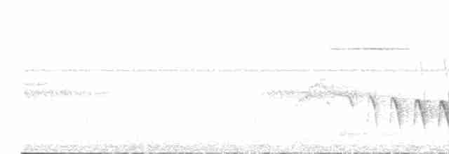 Weißflanken-Ameisenschlüpfer - ML608794674