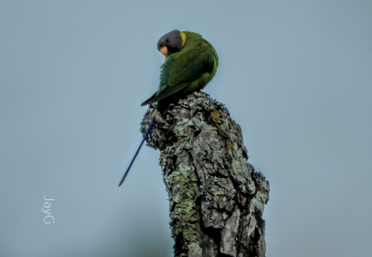 Plum-headed Parakeet - ML608794791