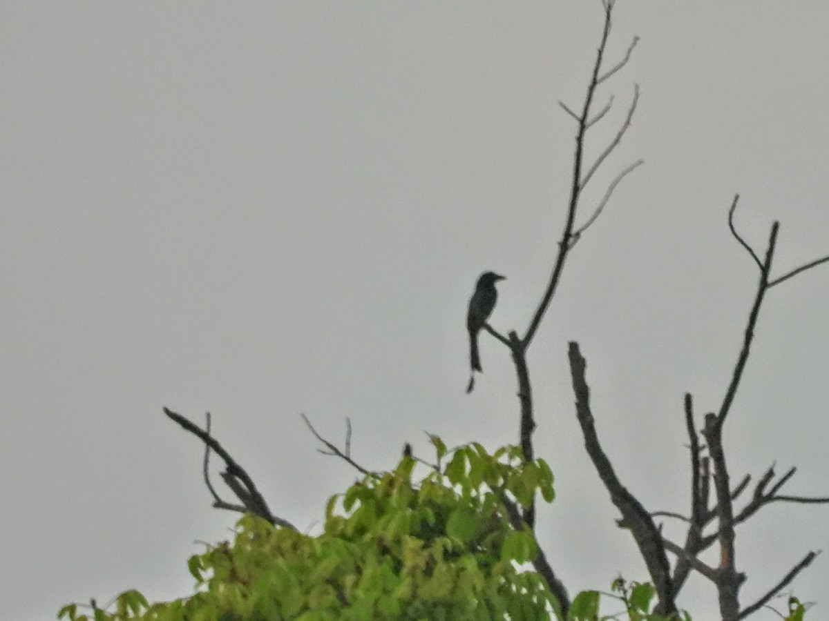 Greater Racket-tailed Drongo - ML608794885