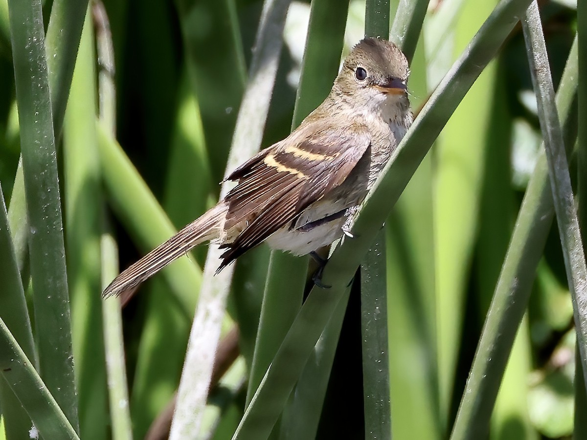 Willow Flycatcher - ML608795450