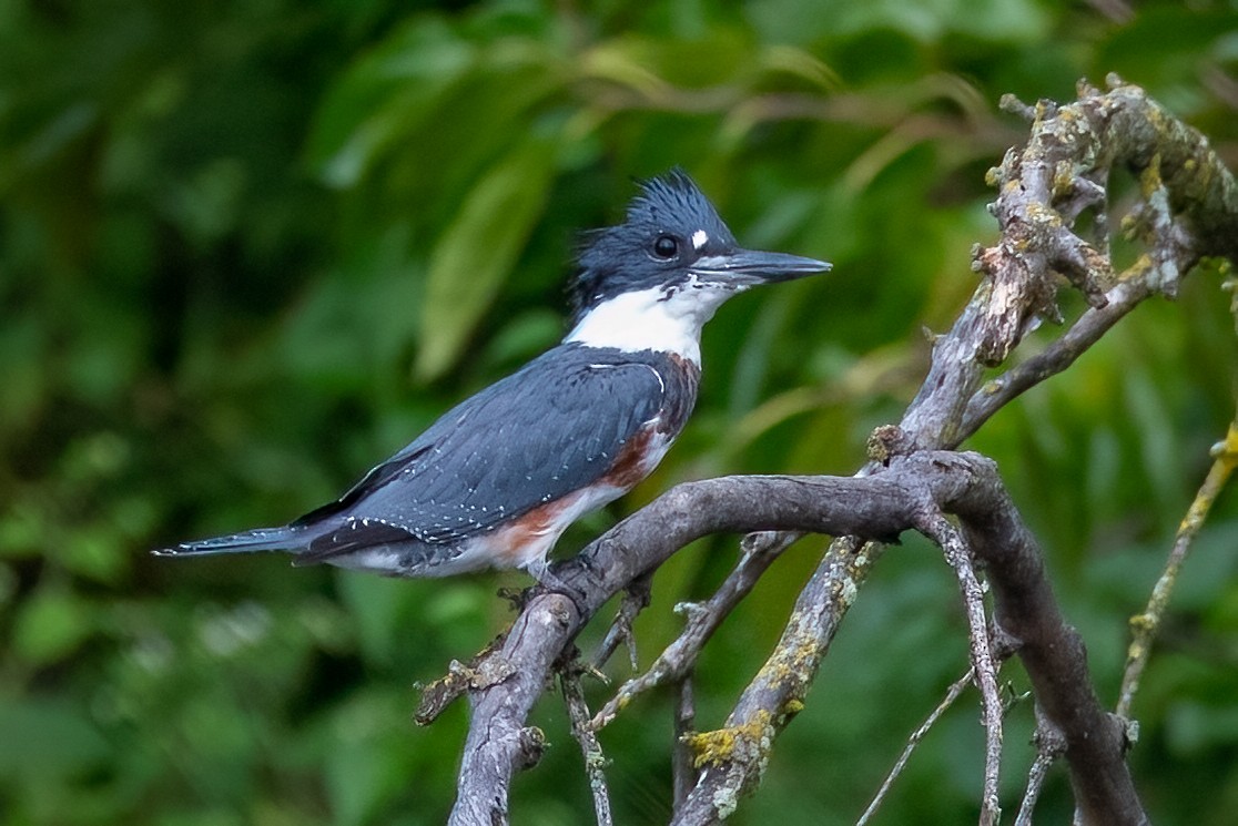 Belted Kingfisher - ML608795635