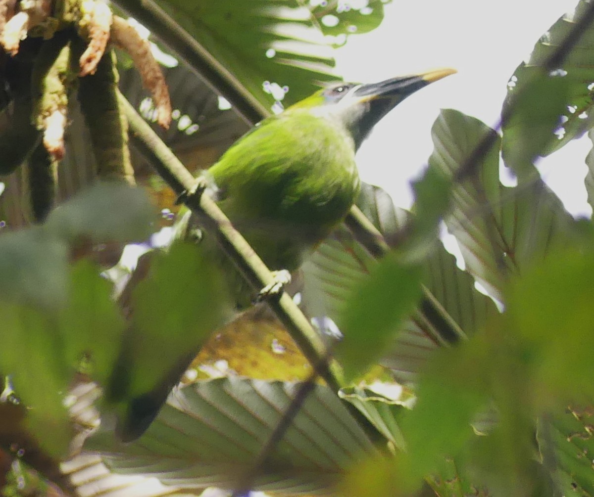 Groove-billed Toucanet (Yellow-billed) - ML608795992