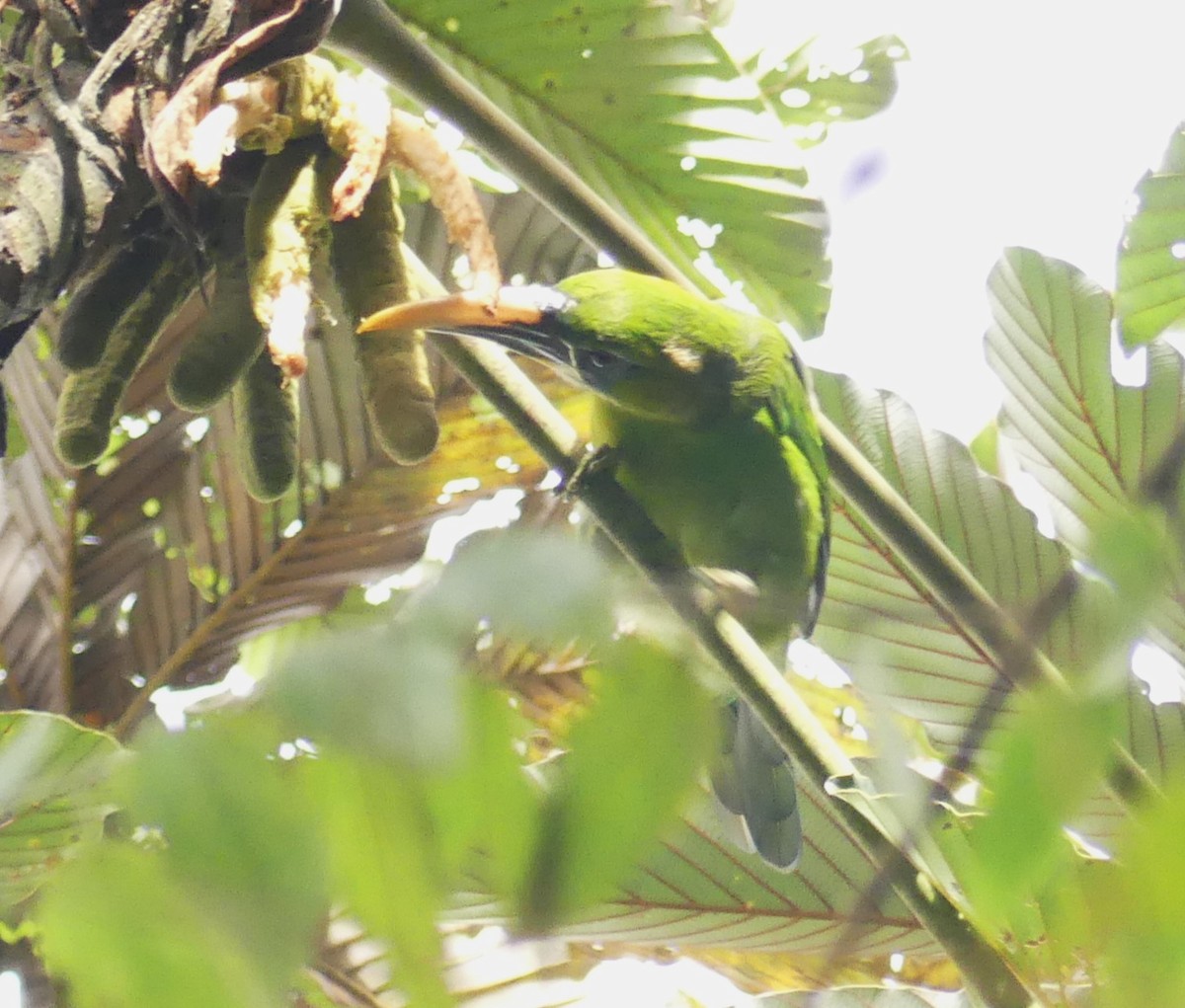 Groove-billed Toucanet (Yellow-billed) - ML608795993