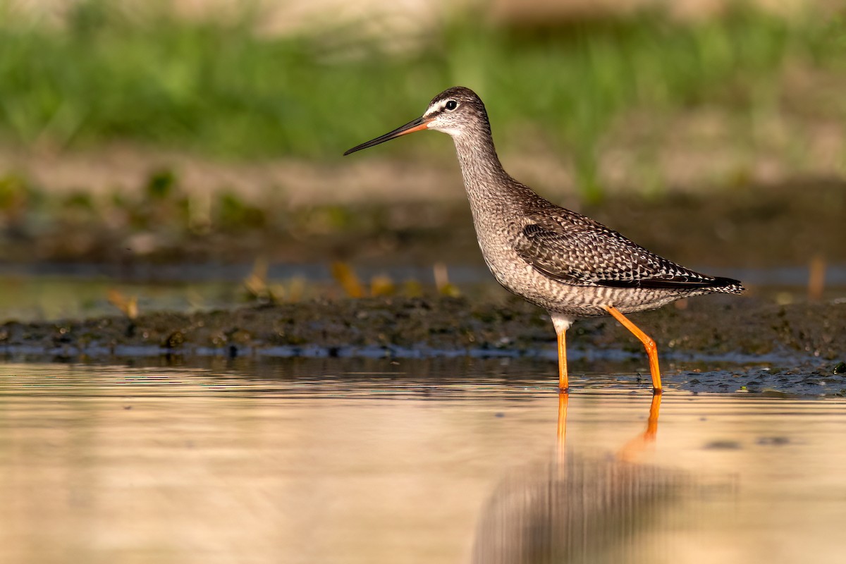 Spotted Redshank - ML608797202