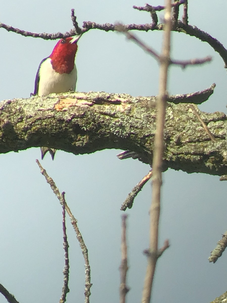 Red-headed Woodpecker - ML608797254