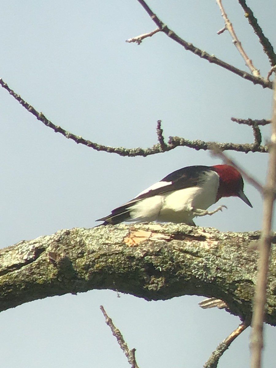 Red-headed Woodpecker - ML608797258