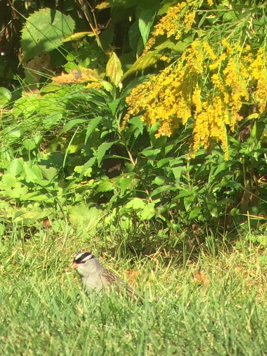 White-crowned Sparrow - ML608797286