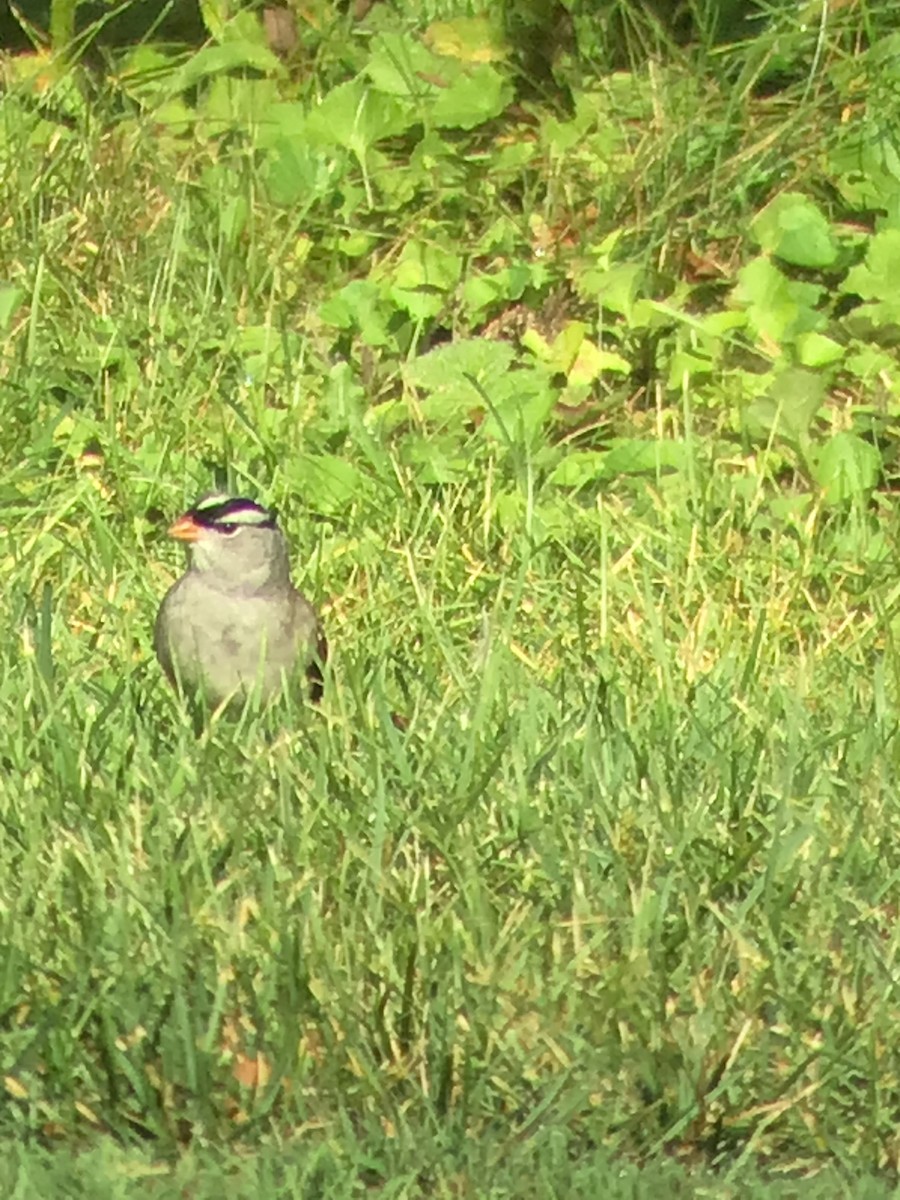 White-crowned Sparrow - ML608797288