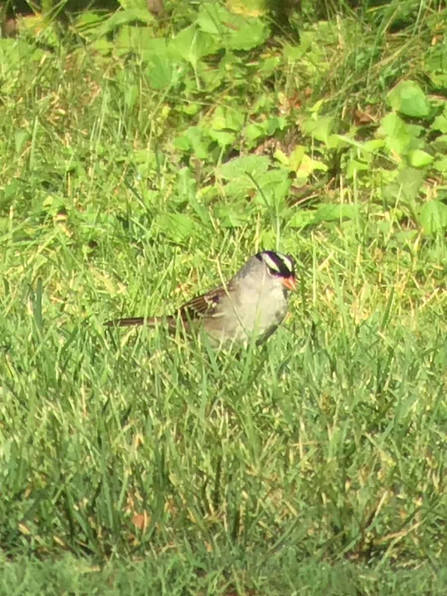 White-crowned Sparrow - ML608797292