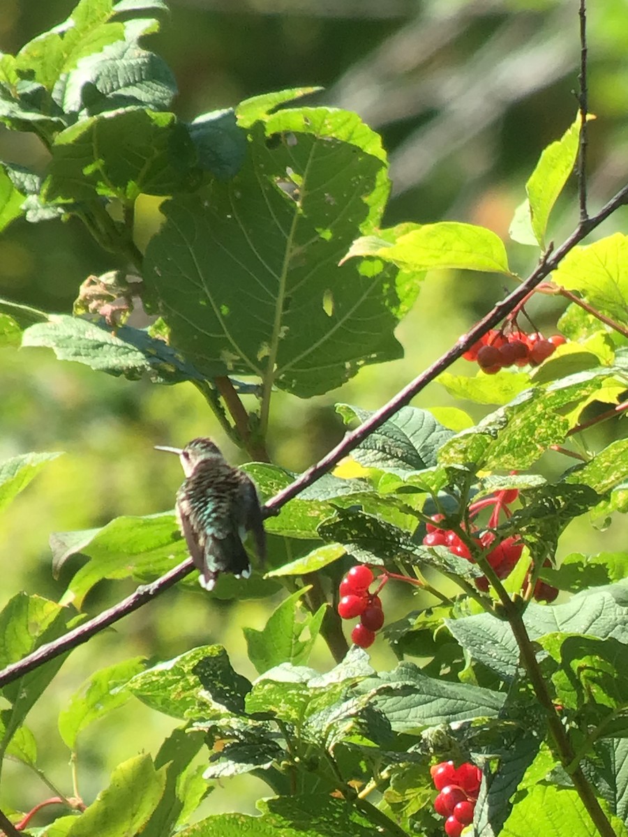 Ruby-throated Hummingbird - ML608797350